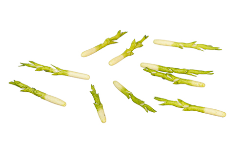 Asparagus/10